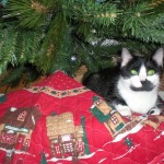 My cat Brisa sitting under the tree